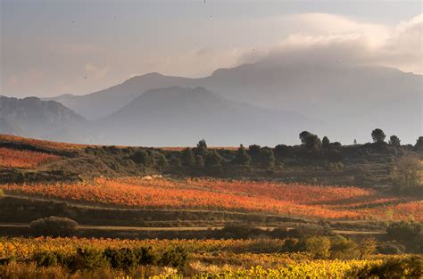  Vineyards: A Landscape of Taste and Tradition – A Literary Journey Through the Heart of Spanish Viticulture