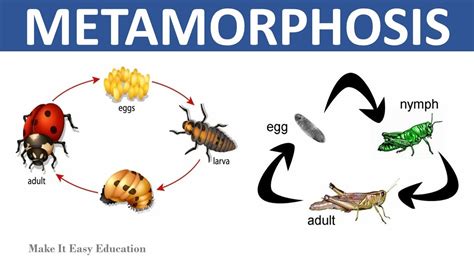  Zoology: A Metamorphosis through the Lens of Identity - Exploring Anatolian Mythology and Evolutionary Biology